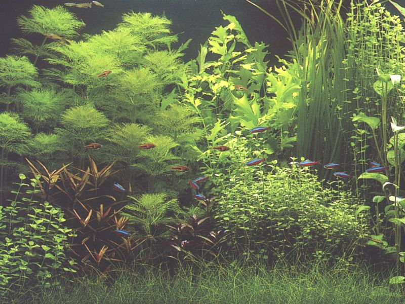 其他杂项-鱼缸贴图 001下载