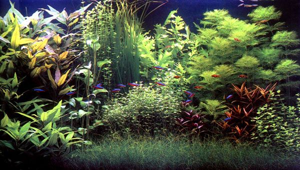 其他杂项-鱼缸贴图 010下载