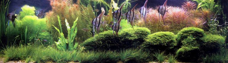 其他杂项-鱼缸贴图 011下载