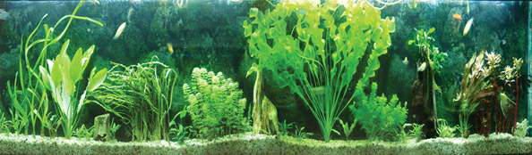 其他杂项-鱼缸贴图 016下载