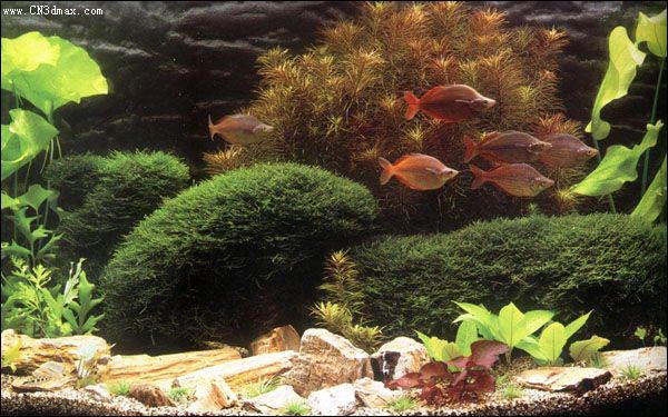 其他杂项-鱼缸贴图 027下载