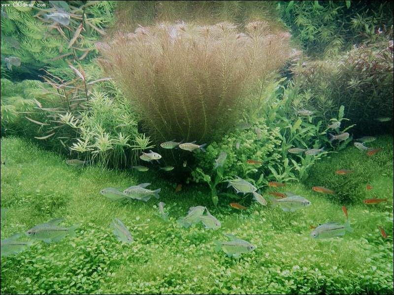 其他杂项-鱼缸贴图 028下载