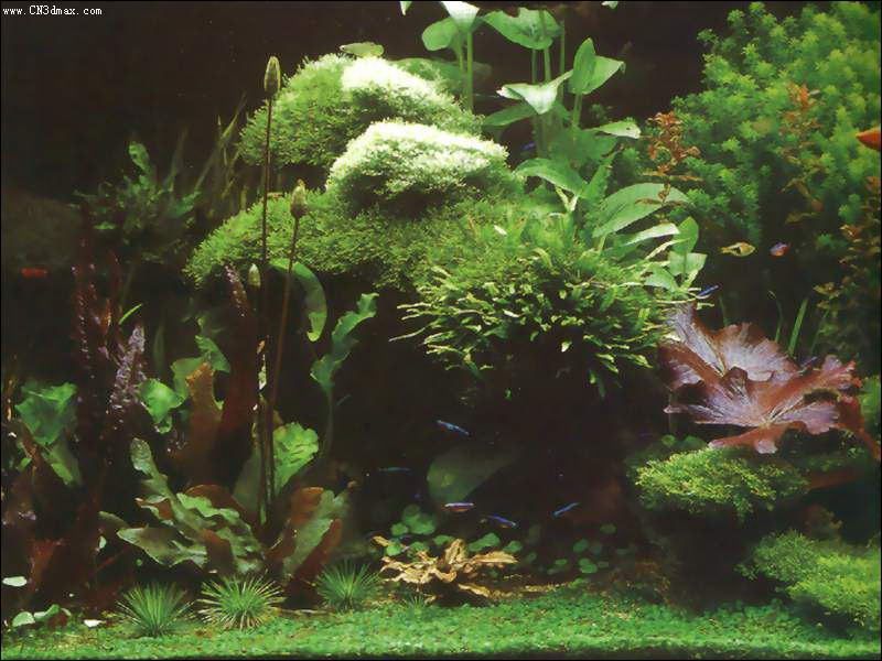 其他杂项-鱼缸贴图 032下载