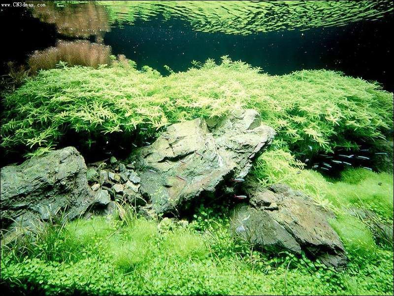 其他杂项-鱼缸贴图 039