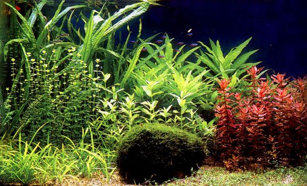 其他杂项-鱼缸贴图 049下载