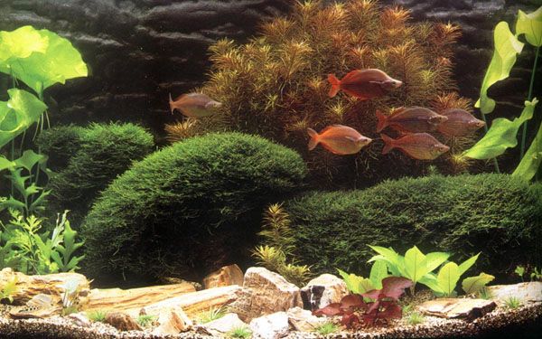 其他杂项-鱼缸贴图 054下载