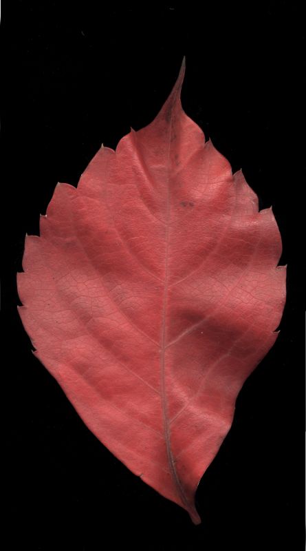 其他杂项-植物纹理 007下载