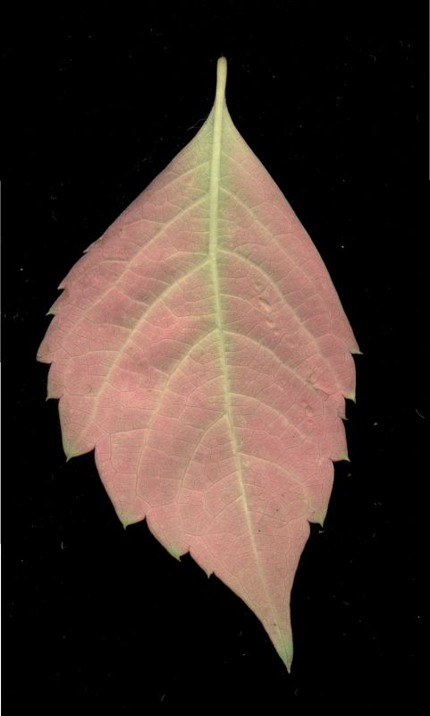 其他杂项-植物纹理 009下载