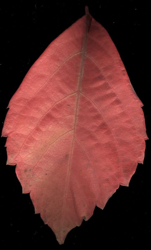 其他杂项-植物纹理 011下载