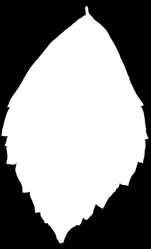 其他杂项-植物纹理 012下载