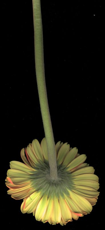 其他杂项-植物纹理 015下载