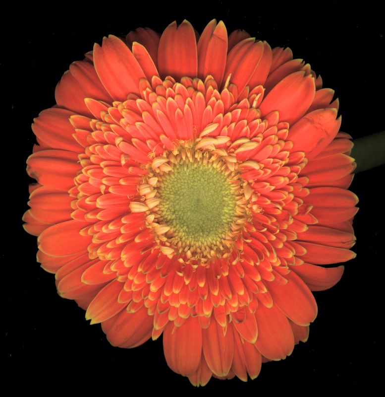 其他杂项-植物纹理 016下载