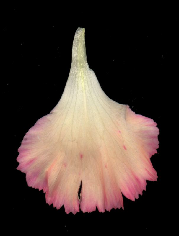 其他杂项-植物纹理 017下载