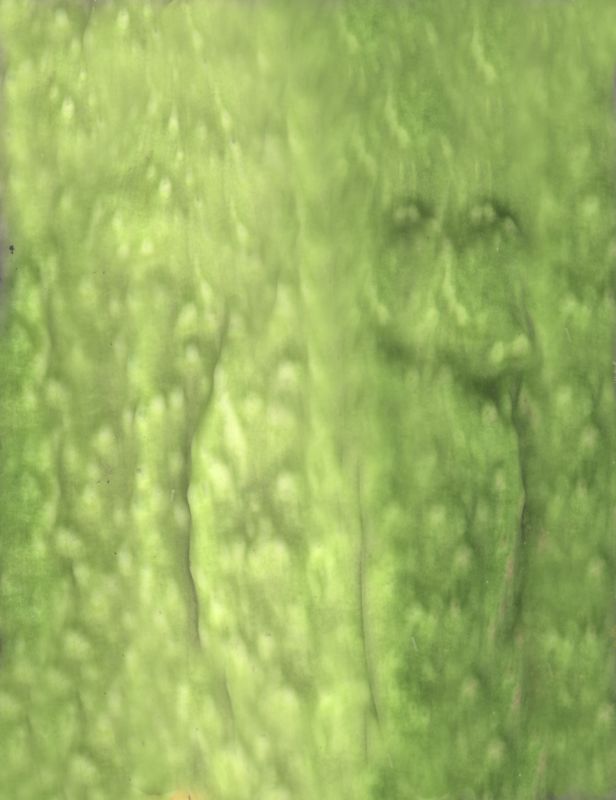 其他杂项-植物纹理 021下载