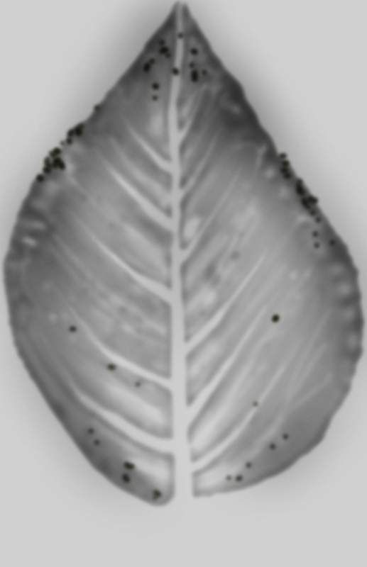 其他杂项-植物纹理 025下载