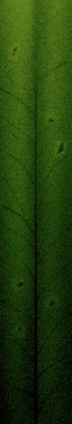 其他杂项-植物纹理 022