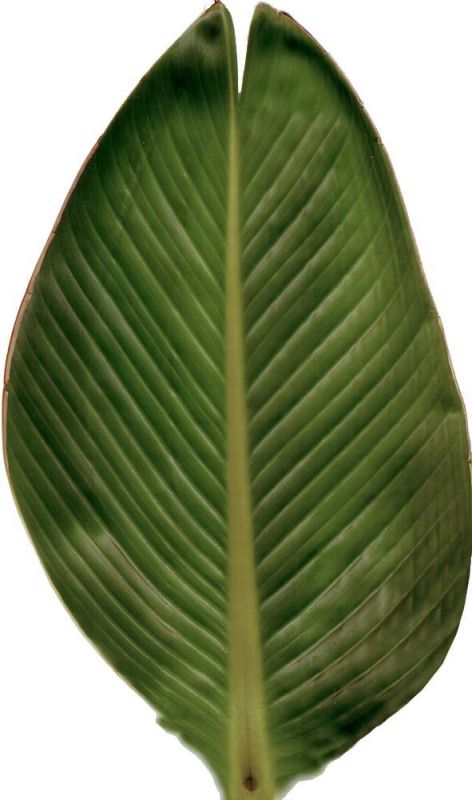 其他杂项-植物纹理 026下载