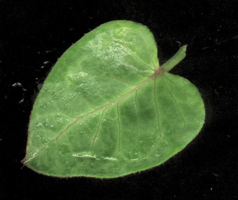 其他杂项-植物纹理 029下载