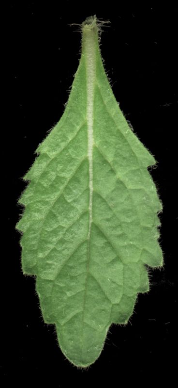 其他杂项-植物纹理 033下载