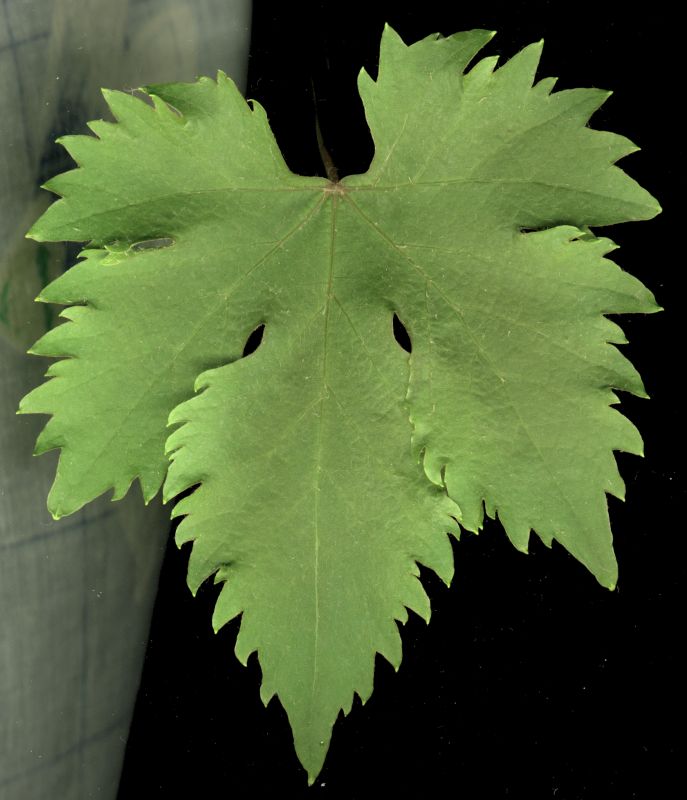 其他杂项-植物纹理 043下载