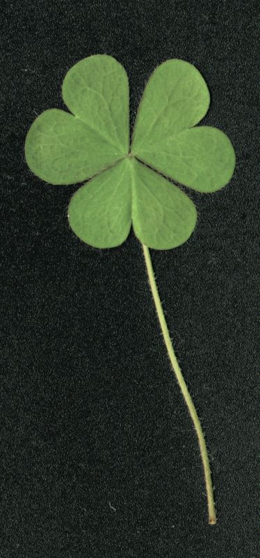 其他杂项-植物纹理 049下载