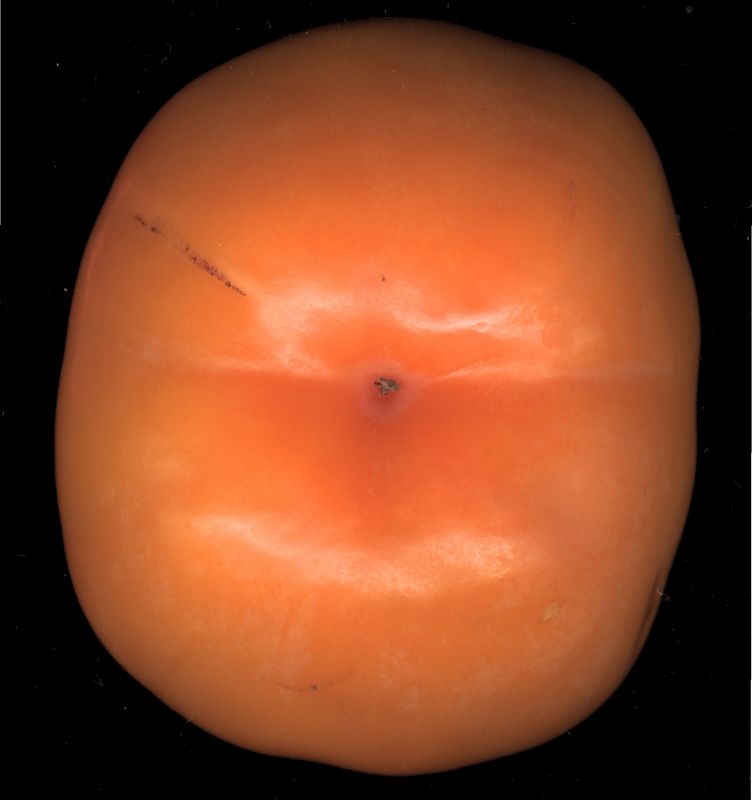 其他杂项-植物纹理 050下载