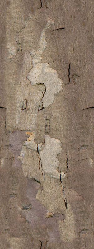 其他杂项-植物纹理 054下载