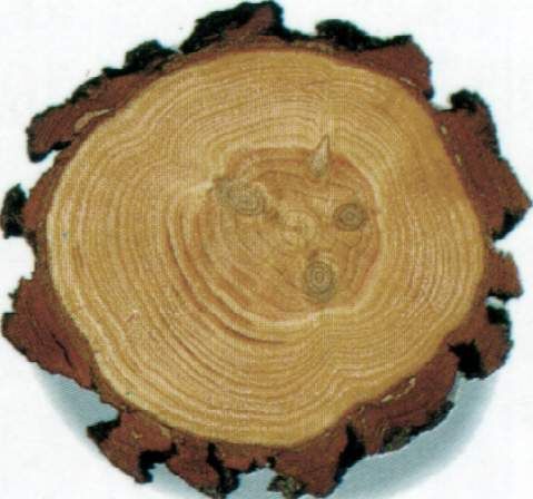 其他杂项-植物纹理 052下载