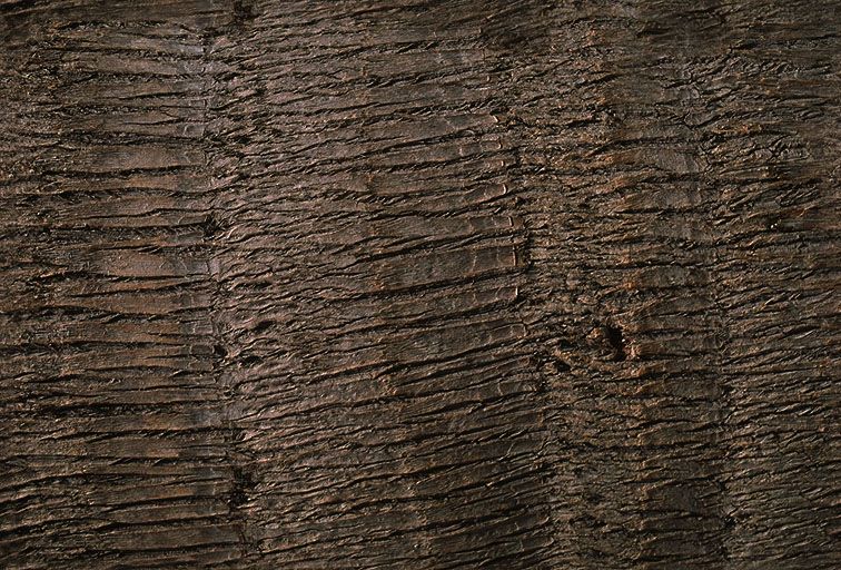 其他杂项-植物纹理 055下载