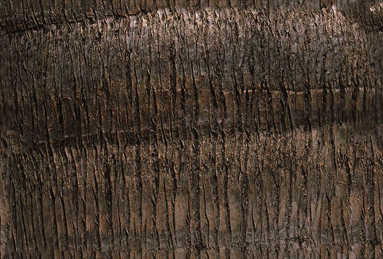 其他杂项-植物纹理 056下载