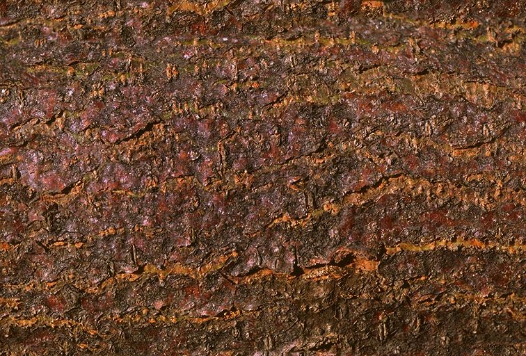 其他杂项-植物纹理 060下载