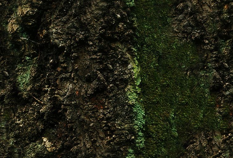 其他杂项-植物纹理 059下载