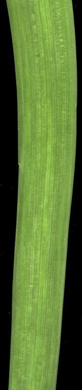 其他杂项-植物纹理 067下载