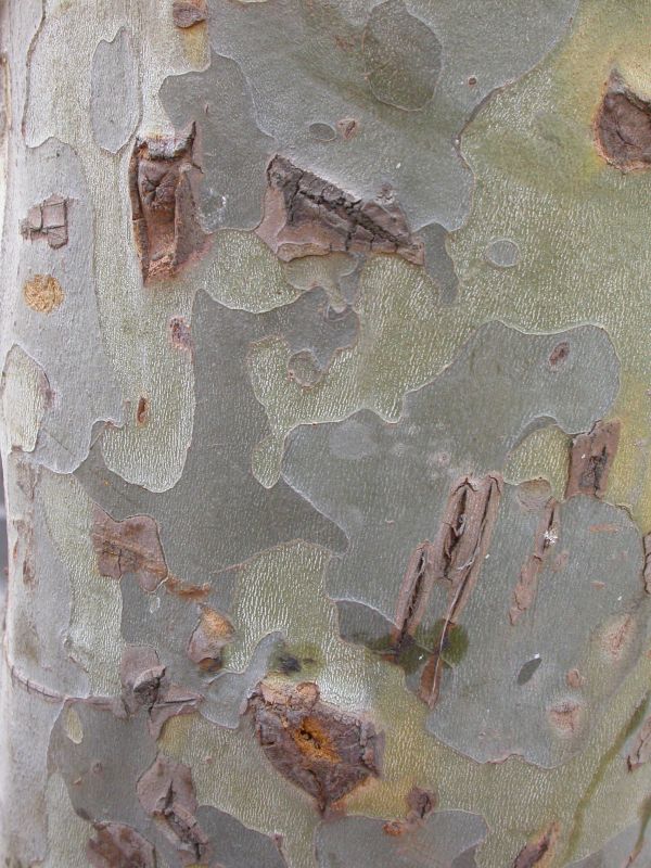 其他杂项-植物纹理 070下载