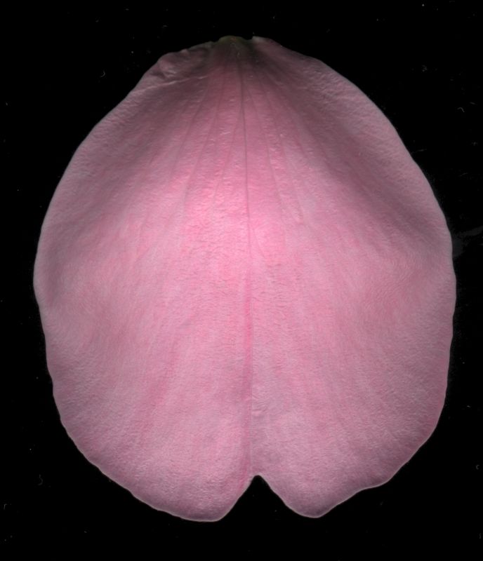 其他杂项-植物纹理 072下载