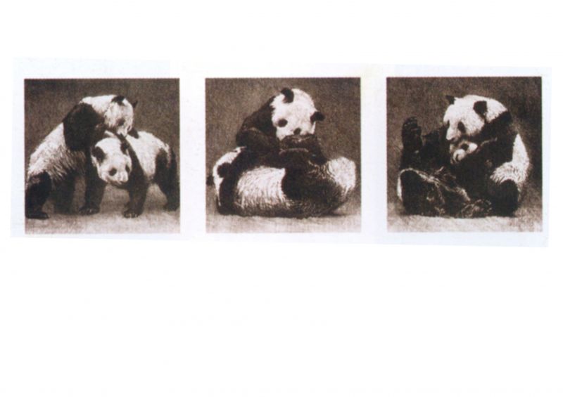 装饰画-动物  (48)下载