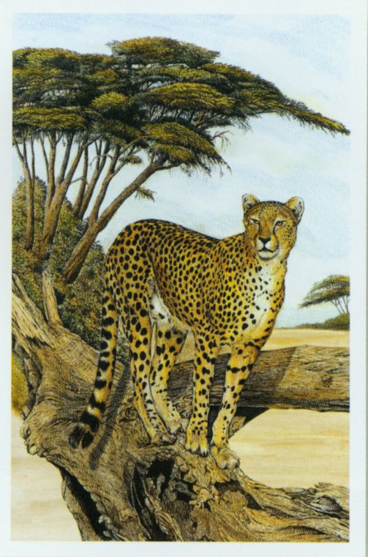 装饰画-动物  (8)下载