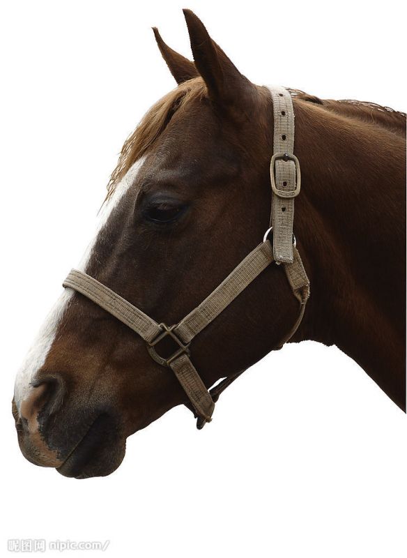 装饰画-动物 14下载