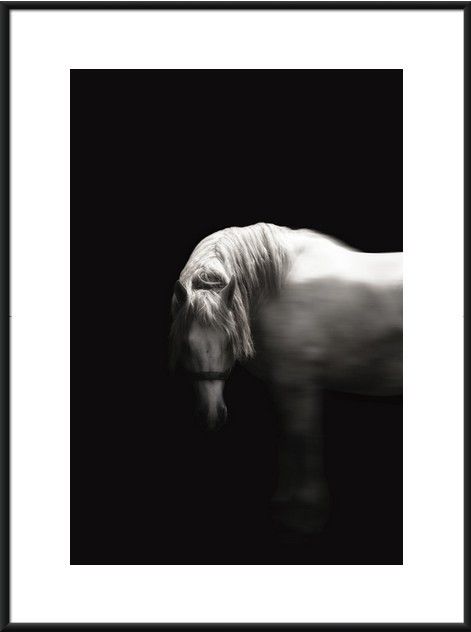 装饰画-动物 11下载