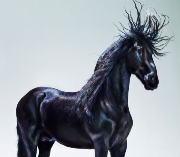 装饰画-动物 3下载