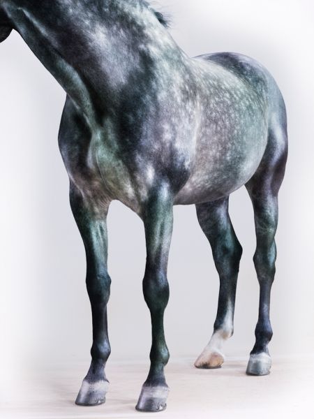 装饰画-动物 5下载