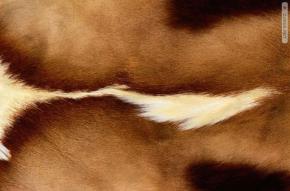  地毯-动物毛毯 086 