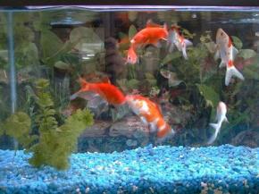  其他杂项-鱼缸贴图 005 