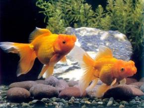  其他杂项-鱼缸贴图 006 