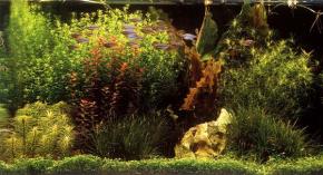  其他杂项-鱼缸贴图 009 