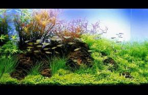  其他杂项-鱼缸贴图 014 