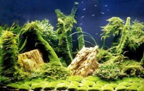  其他杂项-鱼缸贴图 018 