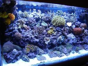  其他杂项-鱼缸贴图 019 