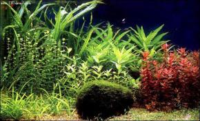  其他杂项-鱼缸贴图 021 