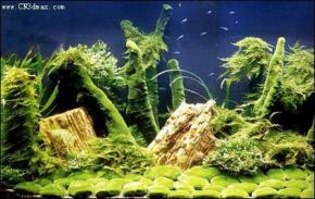  其他杂项-鱼缸贴图 031 